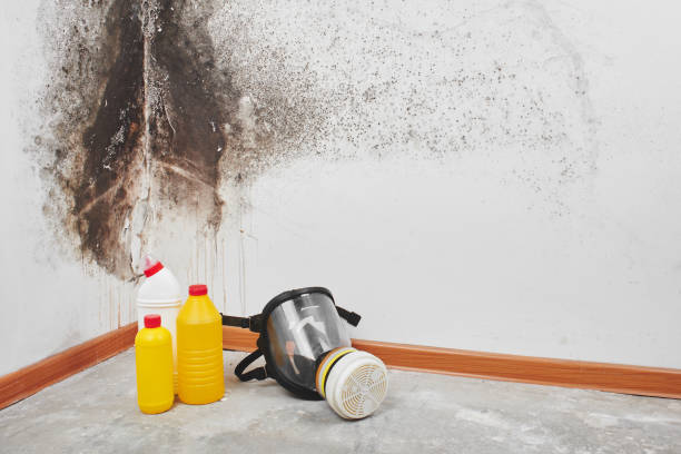 Best Certified Mold Removal  in Argyle, TX
