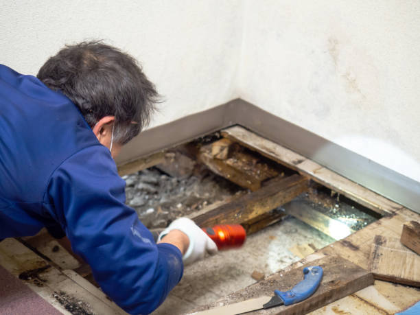 Best Water Damage Restoration  in Argyle, TX