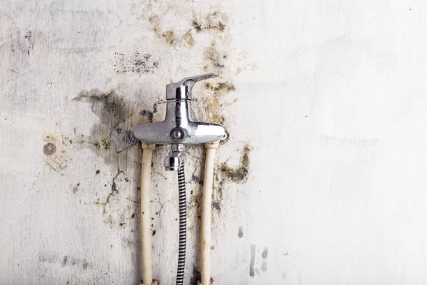Best Professional Mold Removal  in Argyle, TX