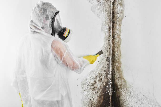 Best Certified Mold Removal  in Argyle, TX