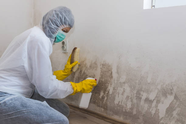 Best Professional Mold Removal  in Argyle, TX