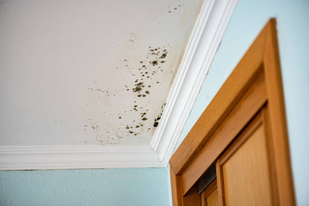 Best Local Mold Removal Service  in Argyle, TX