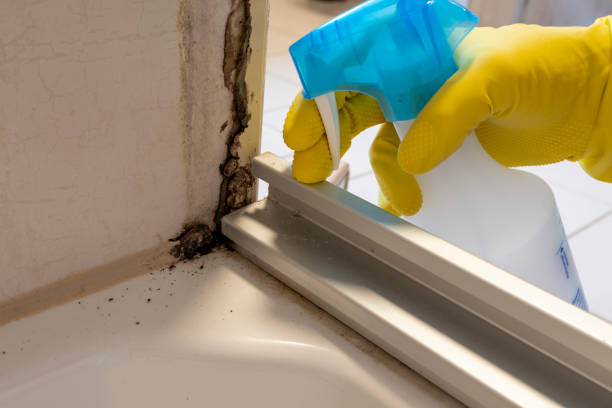 Best Mold Damage Repair  in Argyle, TX