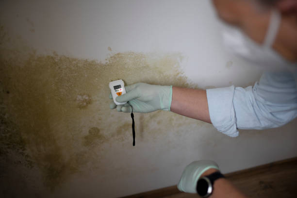 Best Black Mold Removal  in Argyle, TX
