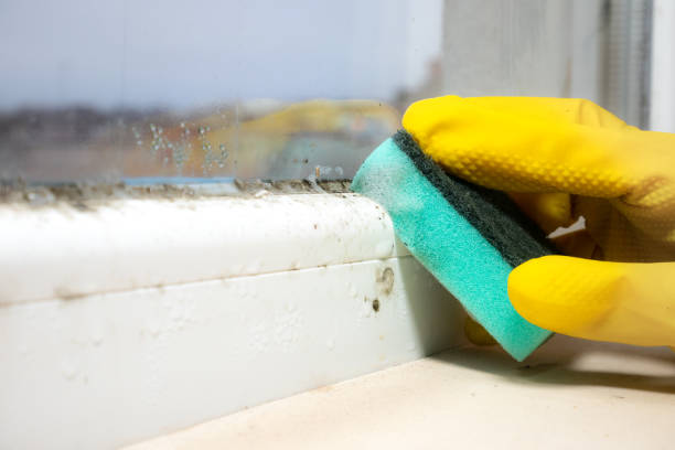 Best Attic Mold Removal  in Argyle, TX