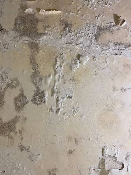Best Affordable Mold Removal  in Argyle, TX