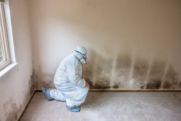 Best Residential Mold Removal  in Argyle, TX