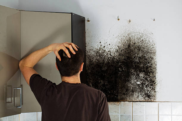 Best Local Mold Removal Service  in Argyle, TX