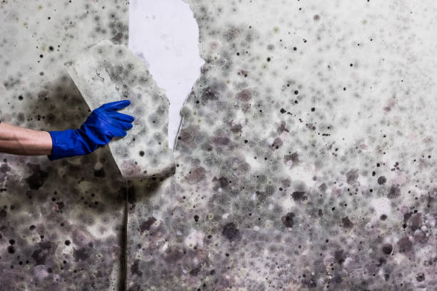 Mold Removal and Inspection in Argyle, TX