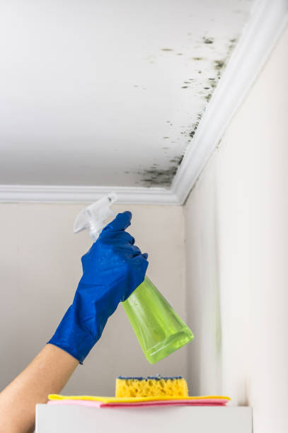 Best Mold Removal Company Near Me  in Argyle, TX