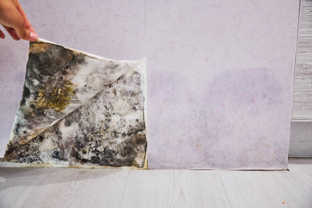 Best Home Mold Removal  in Argyle, TX